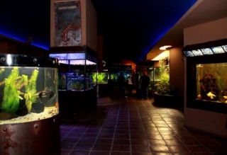 Tanques en acuario